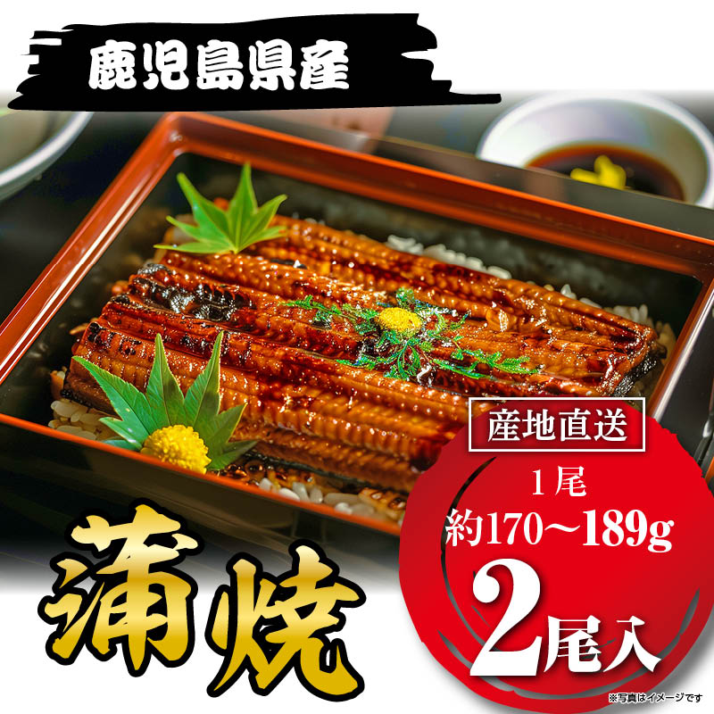 国産うなぎ蒲焼189g×２尾 鹿児島県産