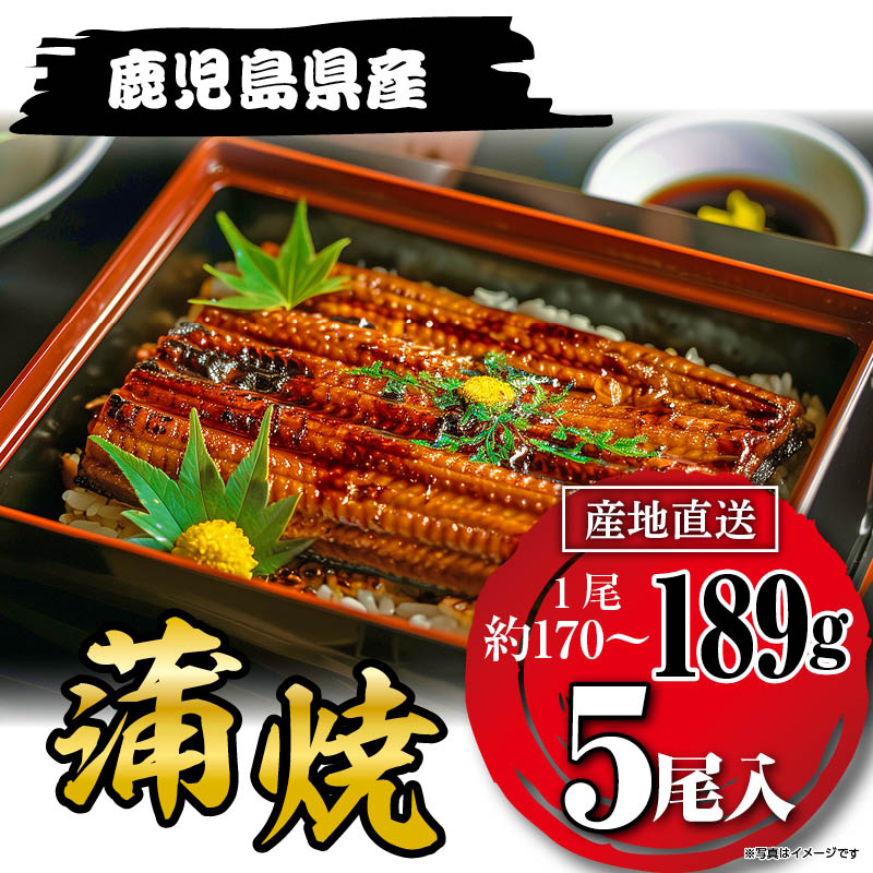 国産うなぎ蒲焼189g×５尾 鹿児島県産