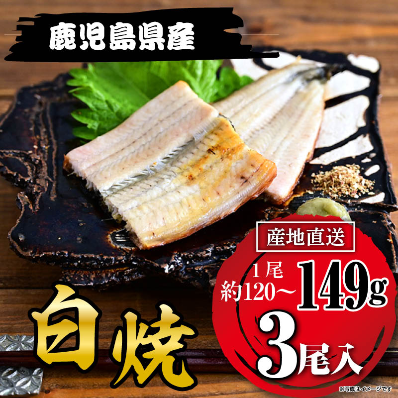 国産うなぎ白焼149g×３尾 鹿児島県産