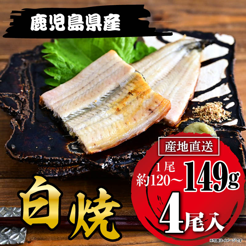 国産うなぎ白焼149g×４尾 鹿児島県産