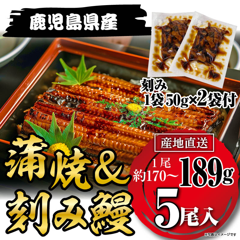 国産うなぎ蒲焼189g×5尾＋刻みうなぎ2袋セット鹿児島県産