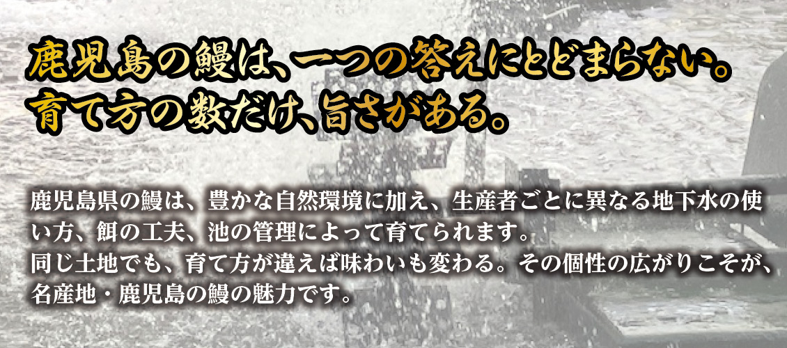 育て方で旨さが無数に広がる、鹿児島県産うなぎの魅力