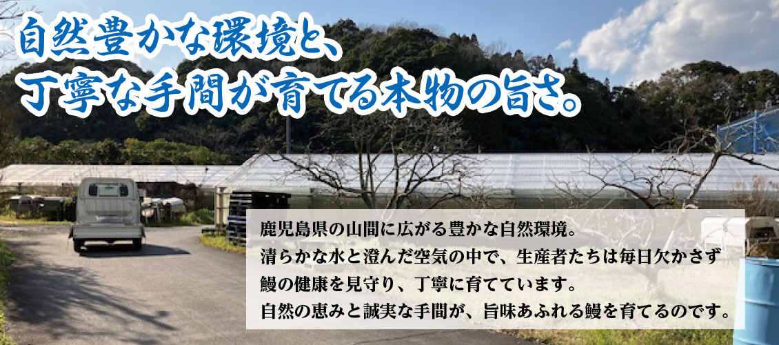 自然豊かな鹿児島の環境で育ち、育て方によって旨さが広がる国産うなぎ